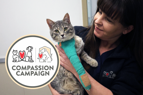 Woman holding grey tabby cat with a green cast on its front leg while the cat looks straight at the camera