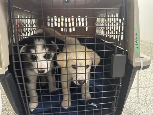 Two young puppies stand in a large crate facing the camera