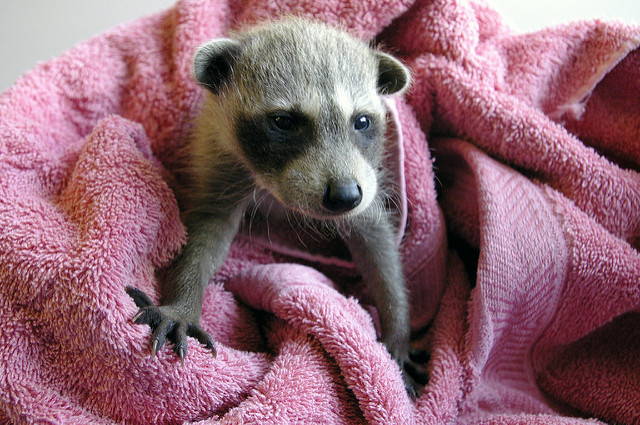 newborn baby raccoons