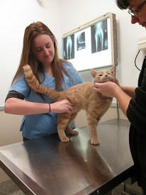 Cat at vet