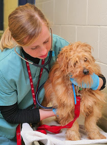 Dog at vet