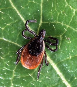 Black-Legged tick