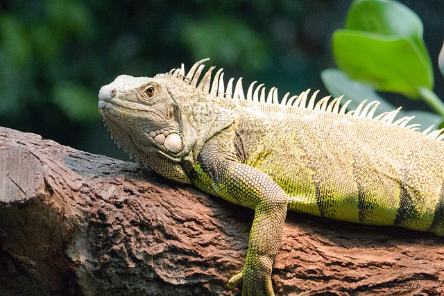 Reptiles as Pets Dispelling Common Myths and