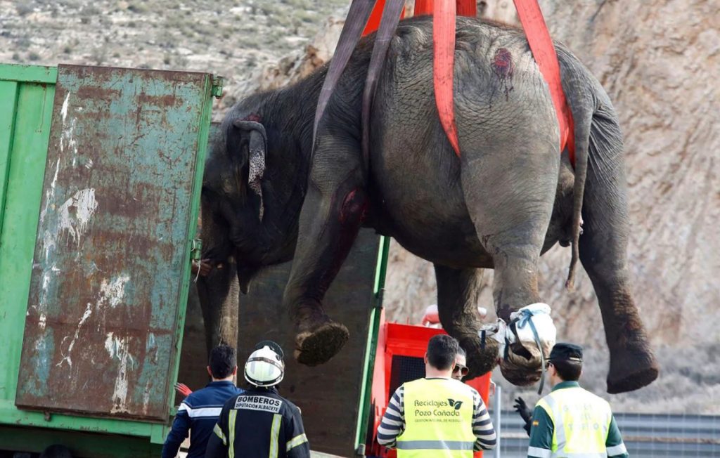 elephant lifted by crane after circus truck accident 