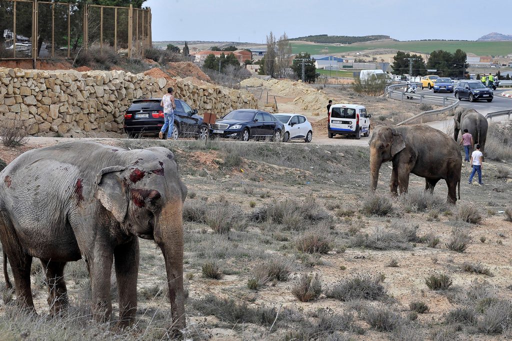elephants injured in circus truck accident 