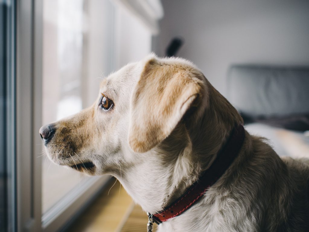 anxious dog