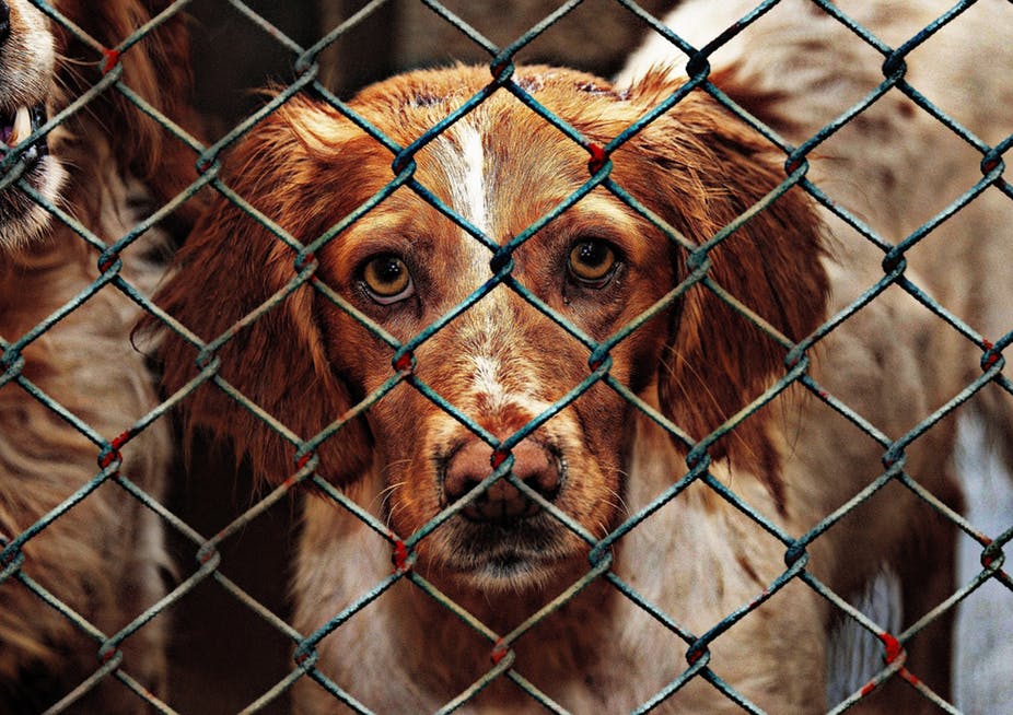 do animal shelters kill dogs