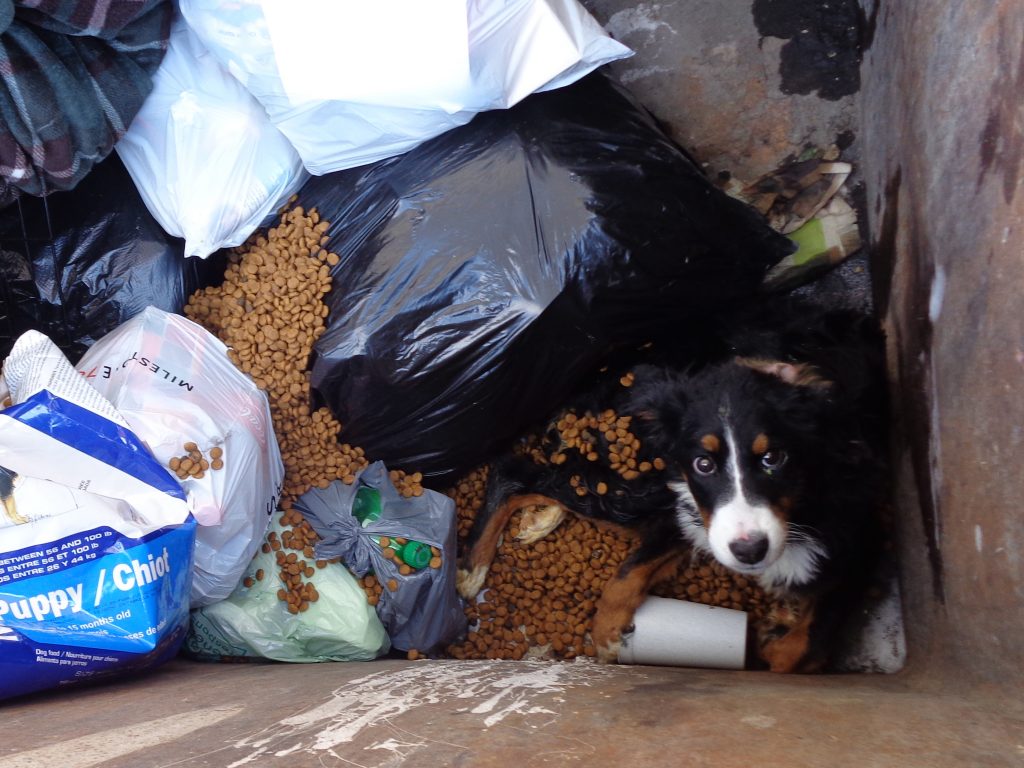 A  dog trapped in a dumpster.