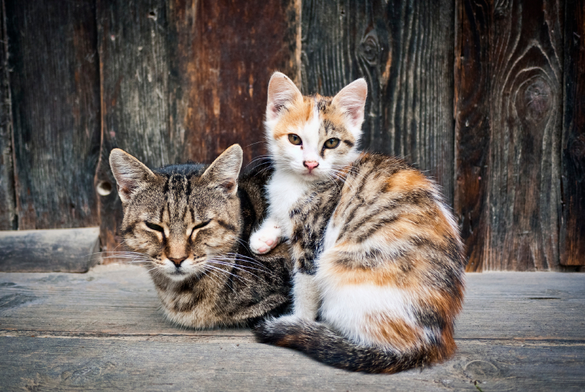 Humane society stray store cats