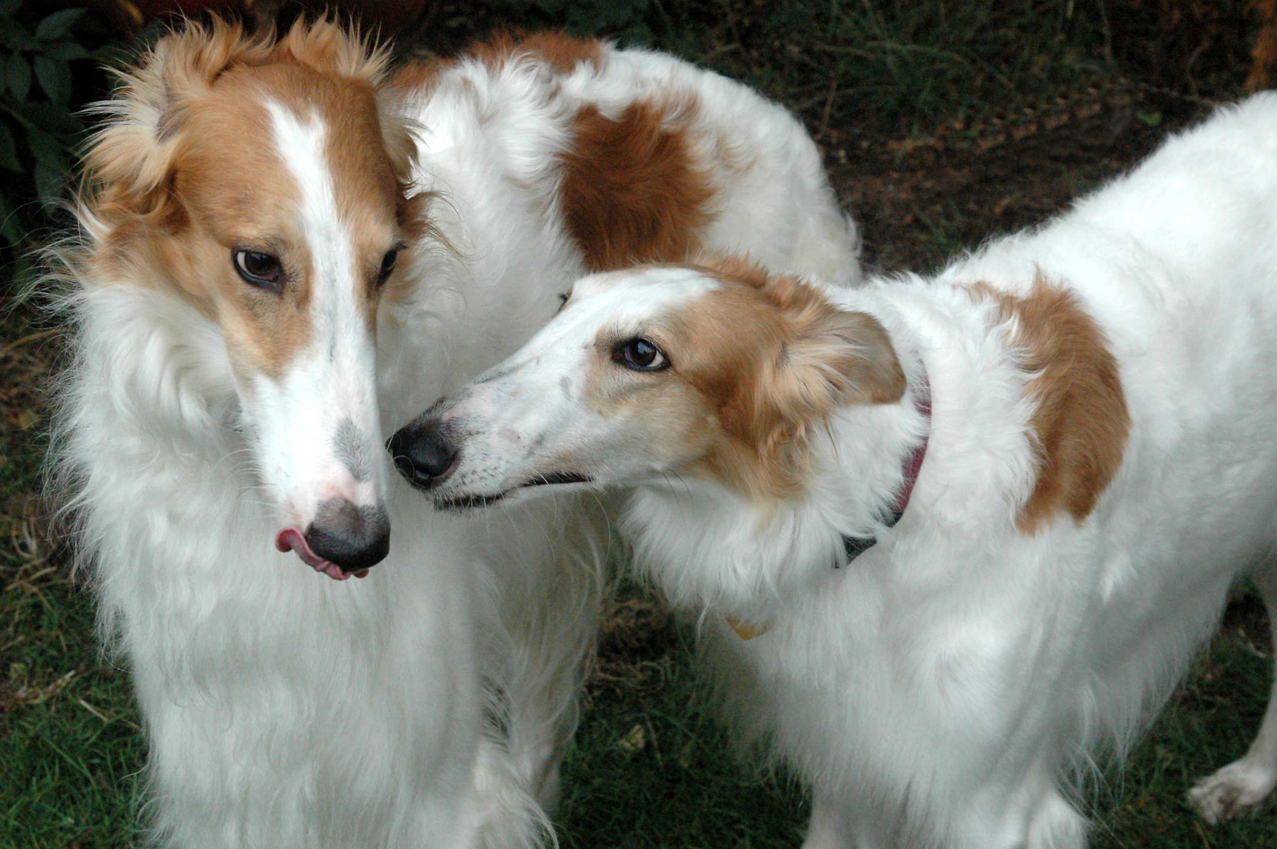 The Lesson of the Two Borzois - Ottawa Humane Society