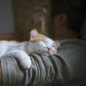 Cute smiling happy cat lying on the man's shoulder