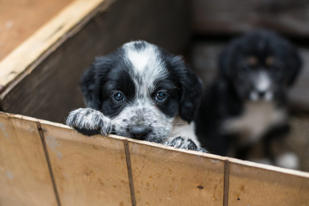 Sad puppy in a wooden box