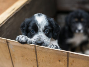 Sad puppy in a wooden box