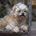 Sick dog panting in cage