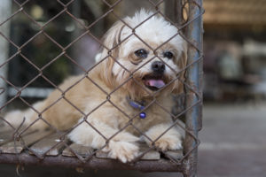 Sick dog panting in cage