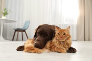 Dog and cat laying on the floor with dog laying head on cat's body