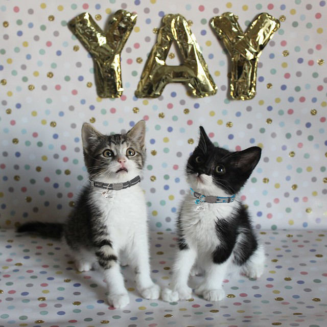 Two kittens looking up at a sign that says 