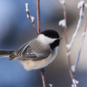Small bird standing on a snowy branch