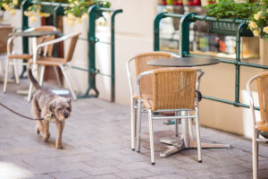 Dog walking past table and chair outdoors