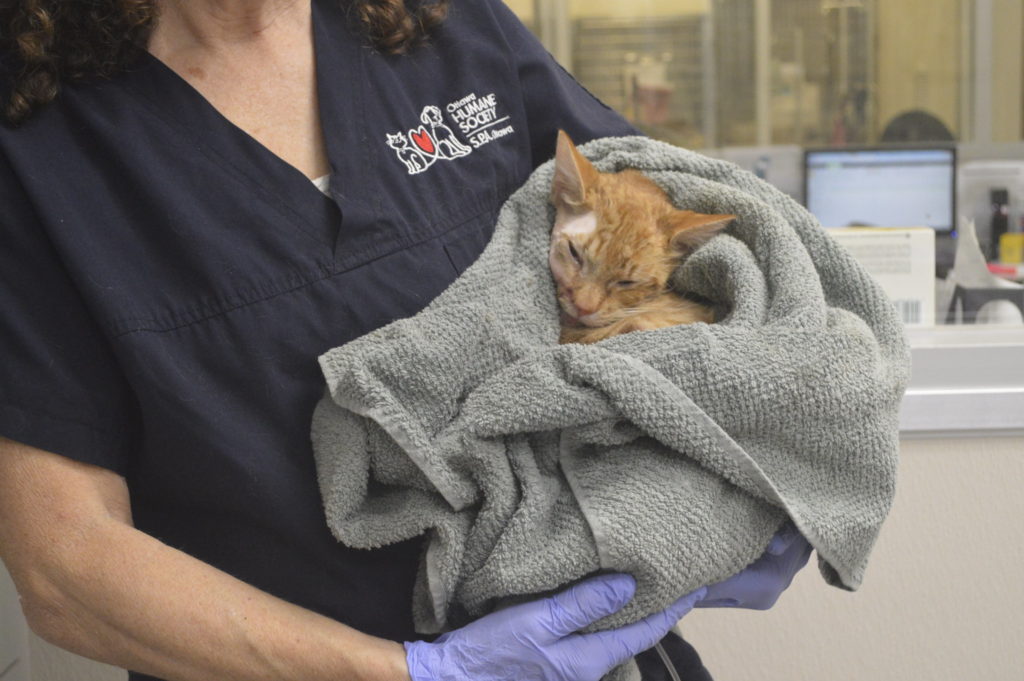 An injured orange cat wrapped in a towel being held