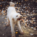 a dog pulling on his leash with his mouth outdoors