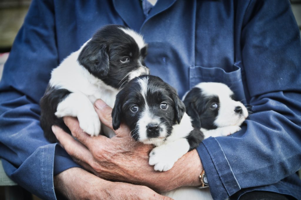 Person holding an armful of three puppies