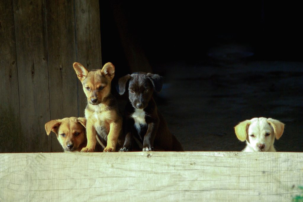 four puppies looking over a piece of wood