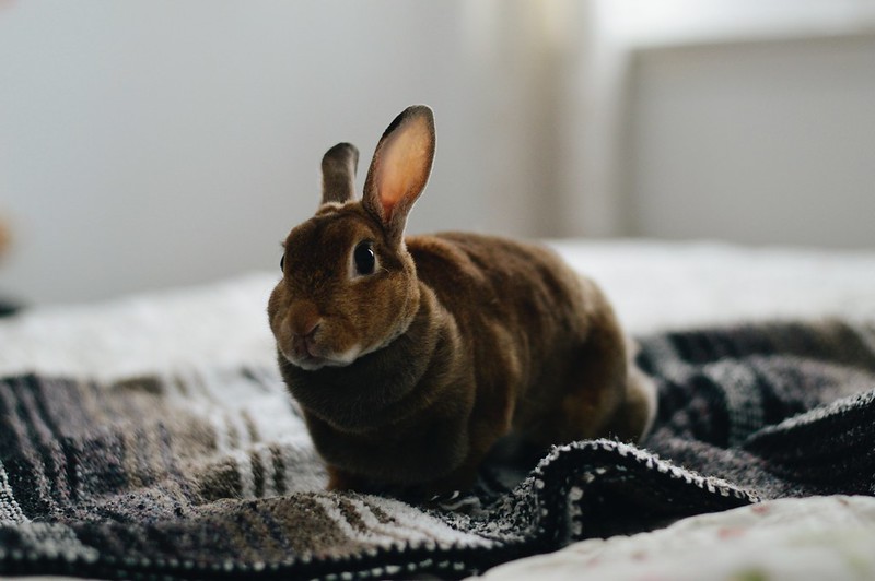 brown rabbit sitting on a bed