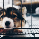 Sad puppy sticking his nose through a crate