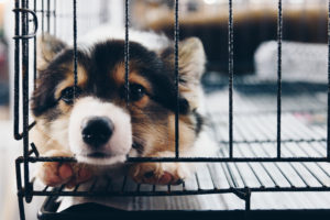 Sad puppy sticking his nose through a crate