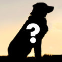 Silhouette of a dog with a large question mark overlayed