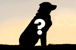 Silhouette of a dog with a large question mark overlayed
