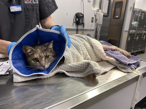 Injured cat wrapped in towels
