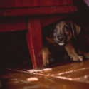 Scared puppy hiding behind a chair