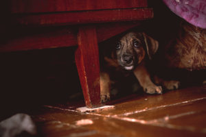 Scared puppy hiding behind a chair