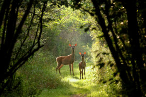 Two deer is a forest