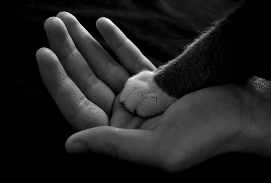 cat paw resting in a human hand