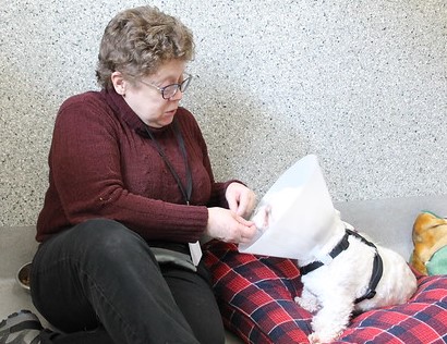 Person sitting on floor feeding a treat to a dog wearing a cone.
