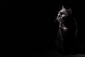 Black cat looking into darkness