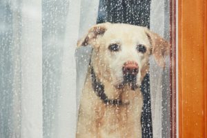 Sad dog looking out of a rainy window