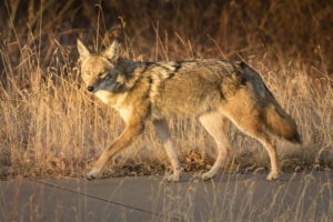 coyote walking on sidewalk beside field
