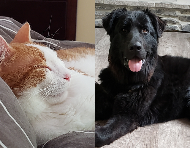 A collage of a sleeping cat and a happy dog
