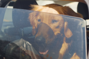 Dog looking out of window from inside car