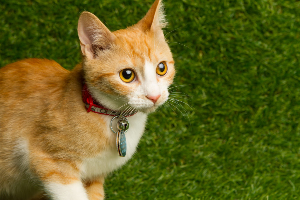 orange and white cat with collar and tag on grass