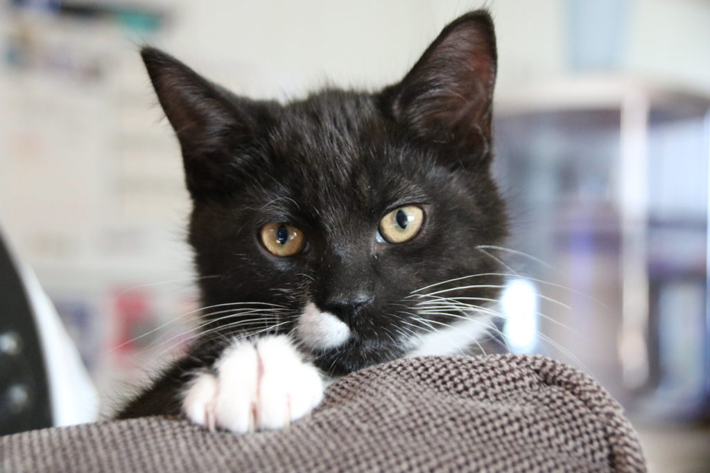 black and white cat looking at the camera from behind a couch