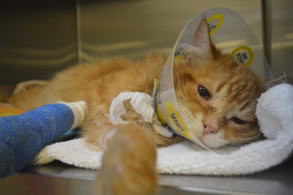 Injured orange tabby cat laying in critical care unit with a cast and cone