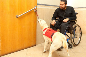Service dog pulling a door open for a man in a wheelchair.
