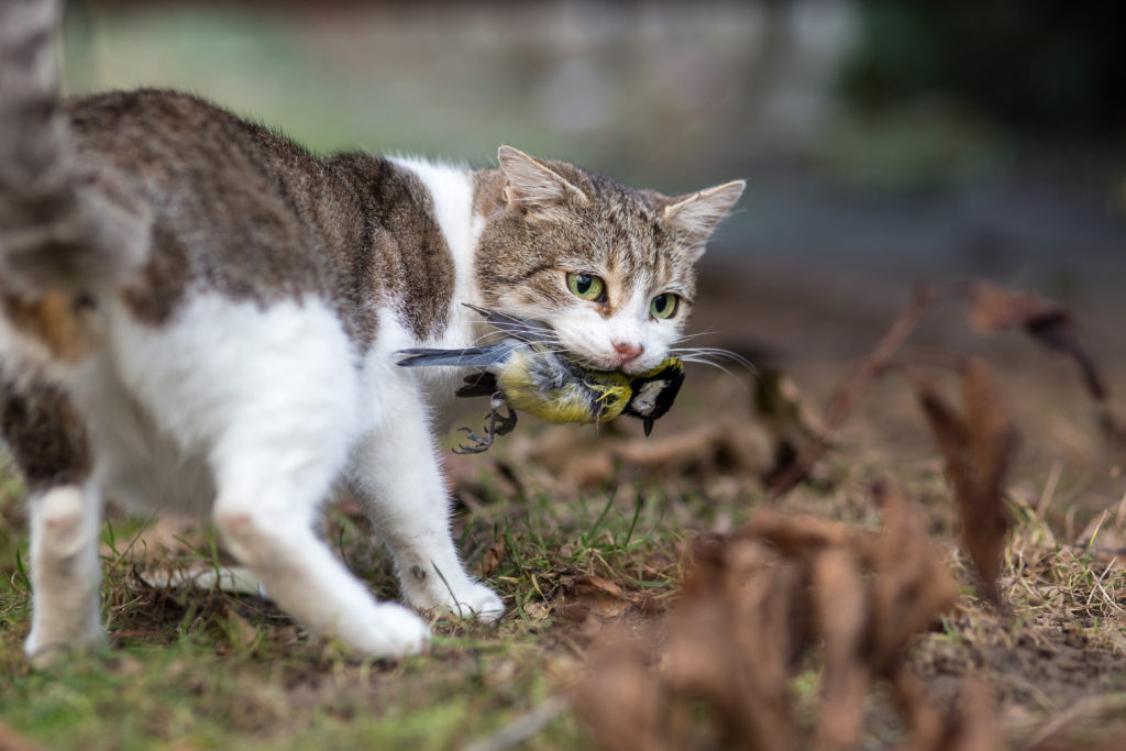Cat outdoors with bird in it's mouth