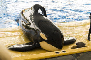 Ocra whale laying on pool platform