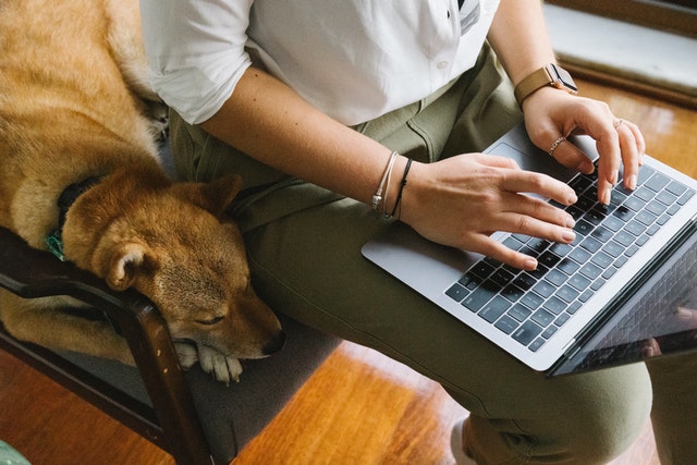 person typing on lap top with a dog sleep beside them